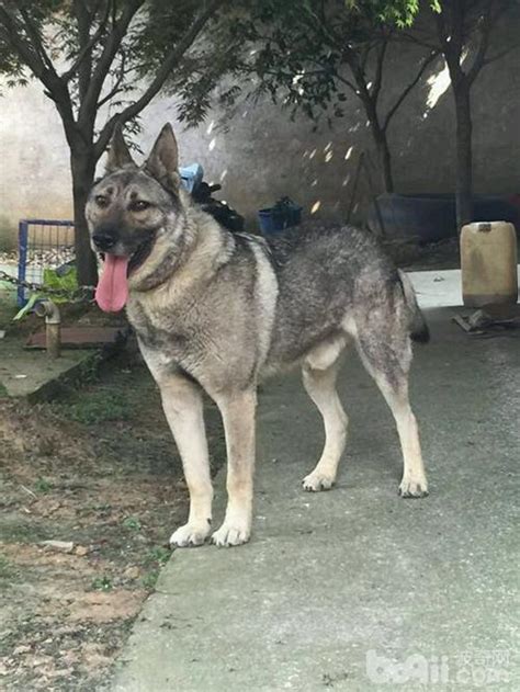 狼犬品種|盤點10種帥氣威武的狼犬，一起來看看你認識幾種？